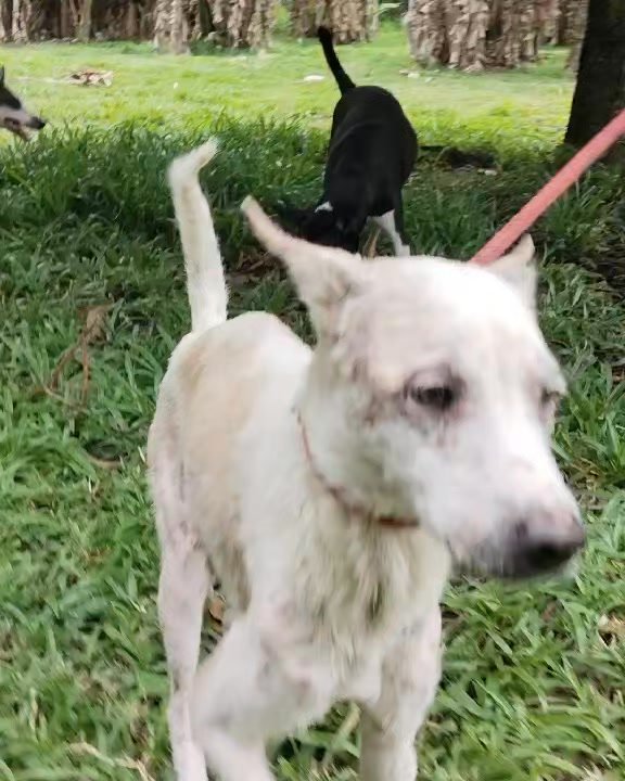 Dumaguete Animal Sanctuary