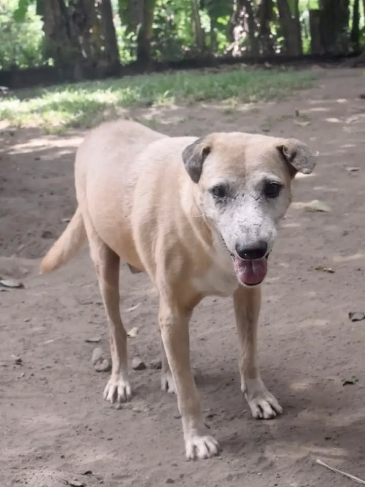 Dumaguete Animal Sanctuary