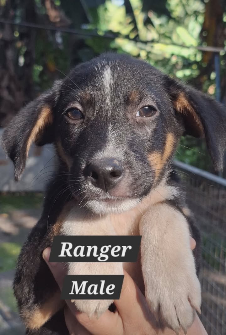 Dumaguete Animal Sanctuary