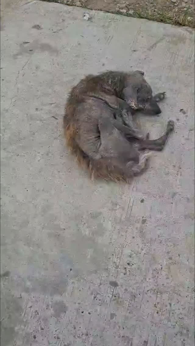 Dumaguete Animal Sanctuary