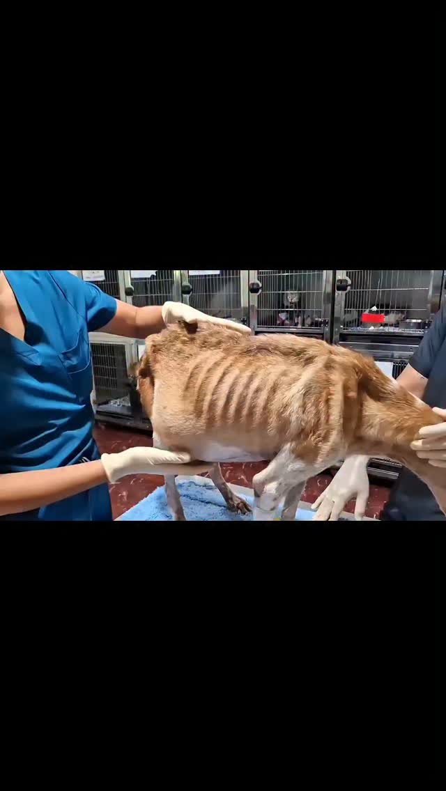 Dumaguete Animal Sanctuary