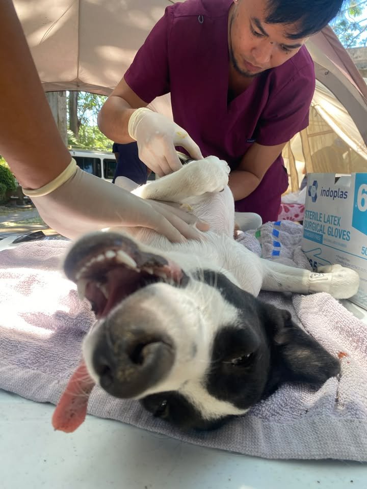 Dumaguete Animal Sanctuary