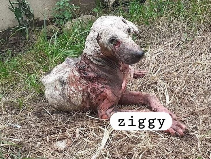 Dumaguete Animal Sanctuary