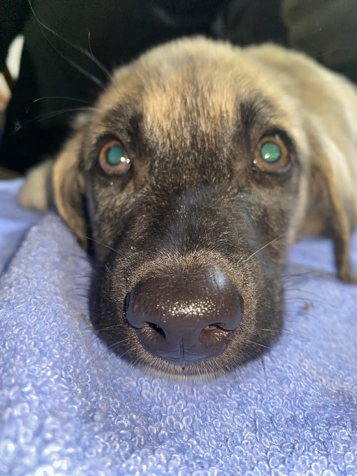 Dumaguete Animal Sanctuary