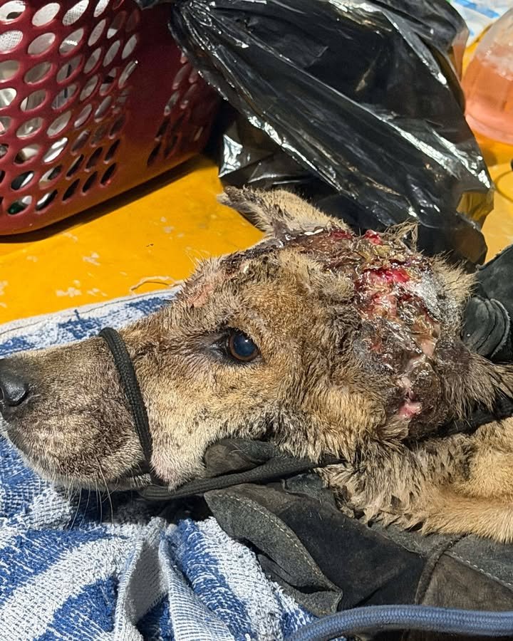 Dumaguete Animal Sanctuary