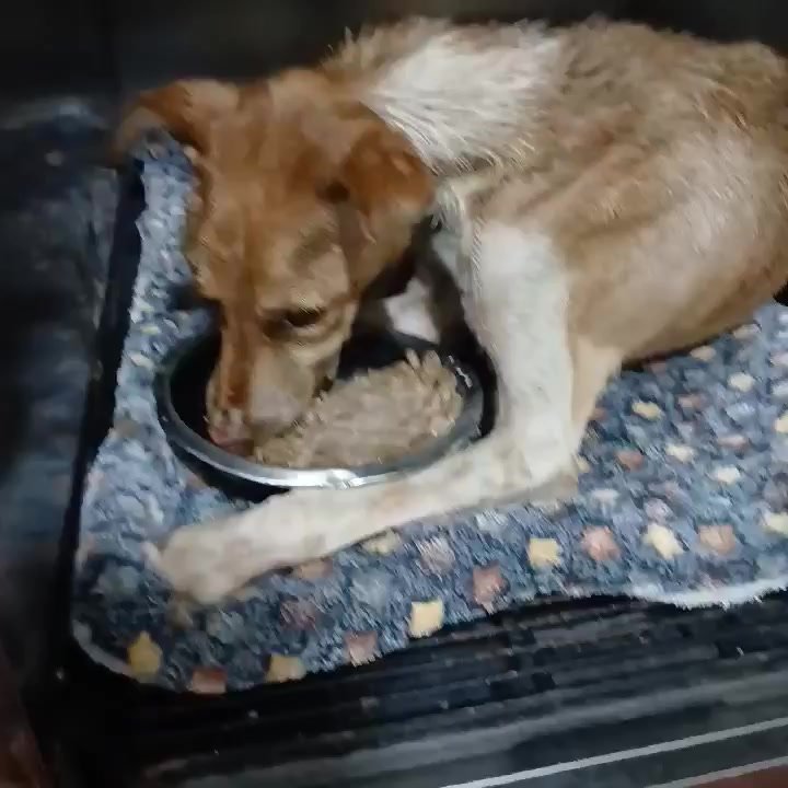 Dumaguete Animal Sanctuary