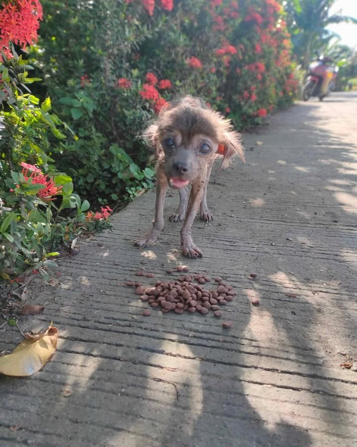 Dumaguete Animal Sanctuary