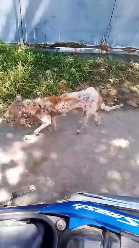 Dumaguete Animal Sanctuary