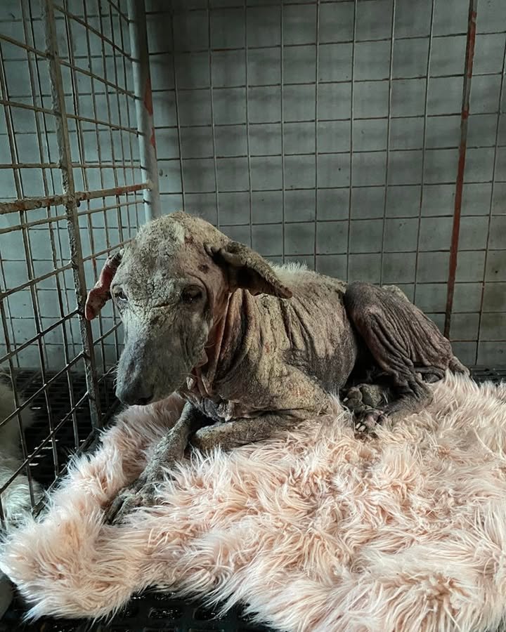 Dumaguete Animal Sanctuary