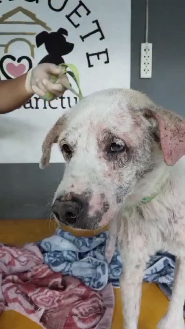 Dumaguete Animal Sanctuary