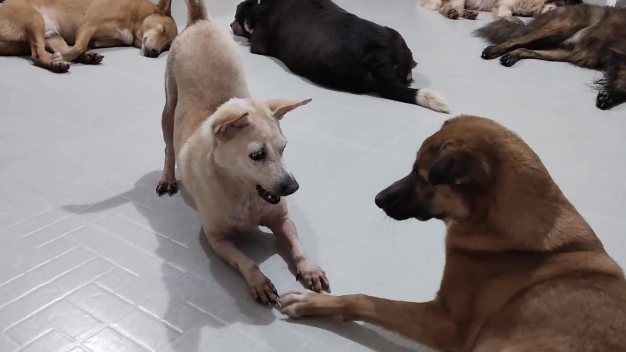 Dumaguete Animal Sanctuary