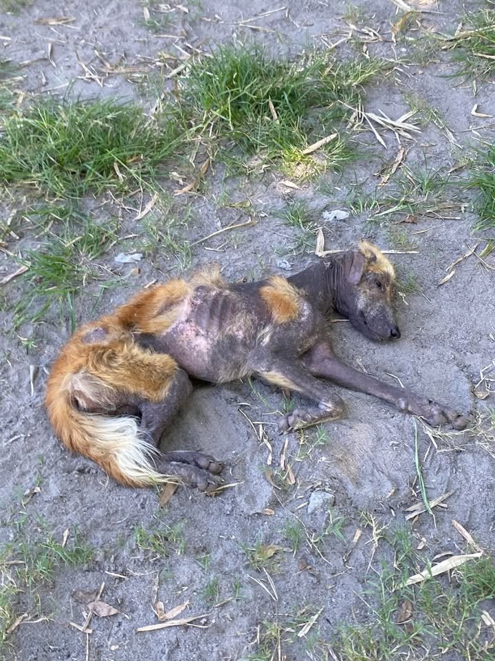 Dumaguete Animal Sanctuary