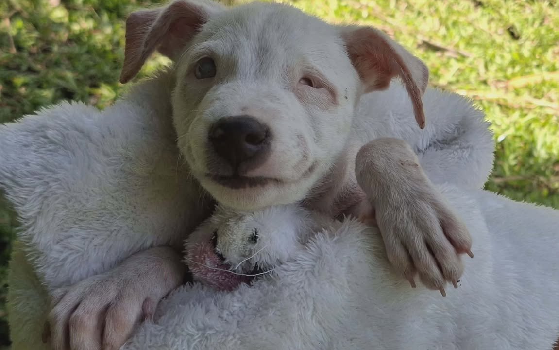 Dumaguete Animal Sanctuary