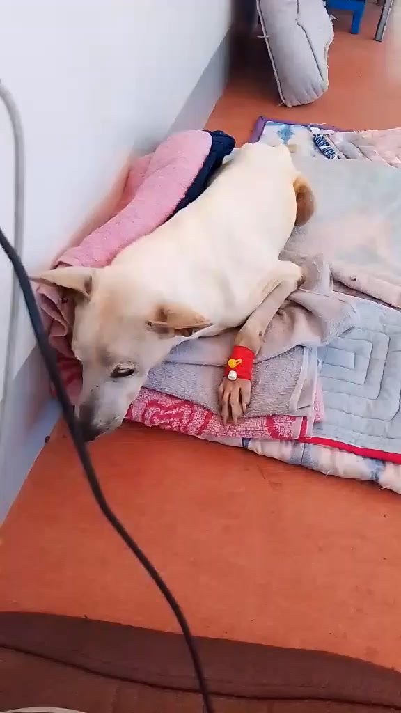 Dumaguete Animal Sanctuary