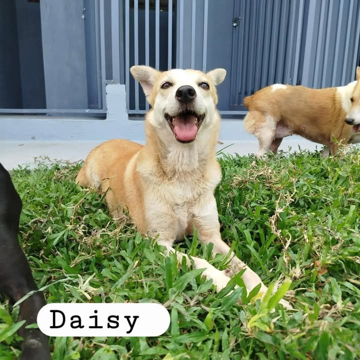 Dumaguete Animal Sanctuary