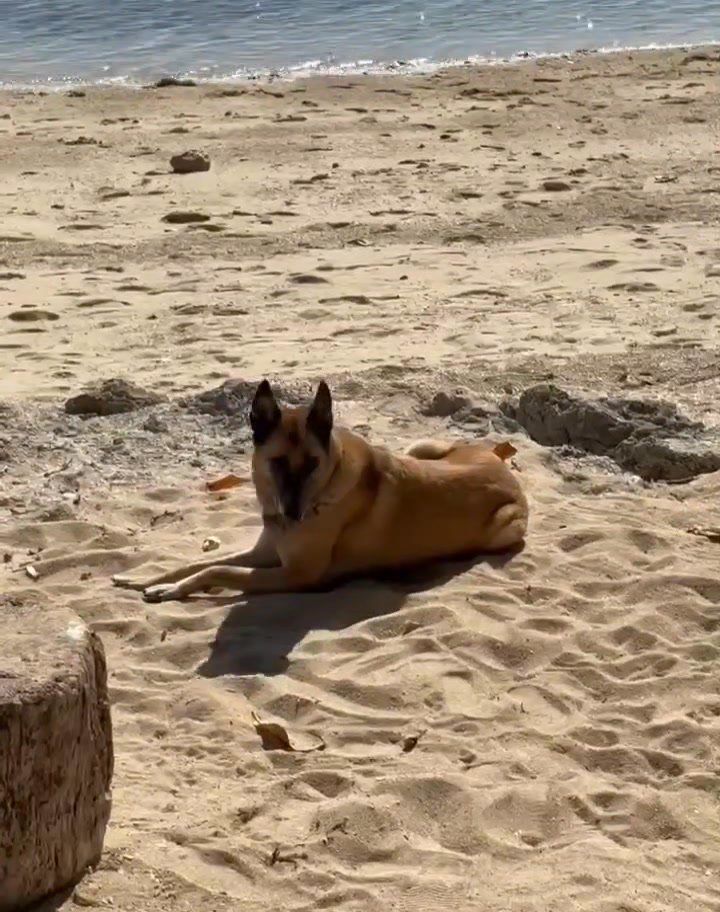 Dumaguete Animal Sanctuary