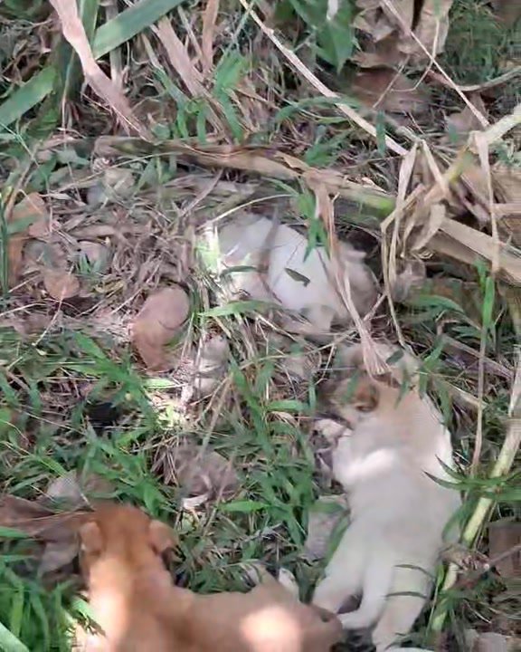 Dumaguete Animal Sanctuary