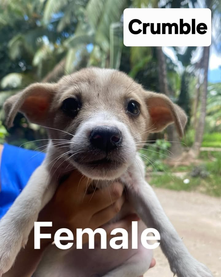 Dumaguete Animal Sanctuary