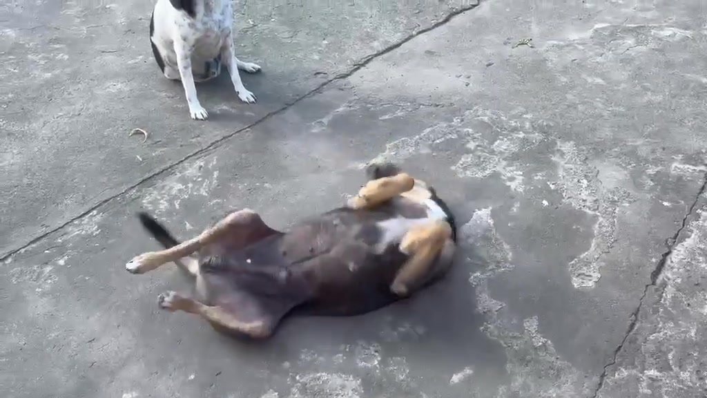 Dumaguete Animal Sanctuary