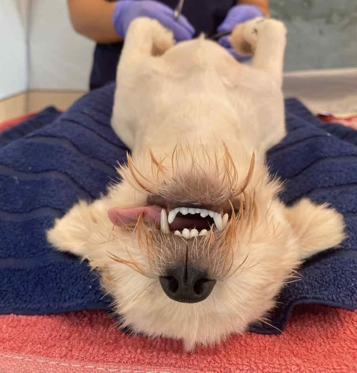 Dumaguete Animal Sanctuary