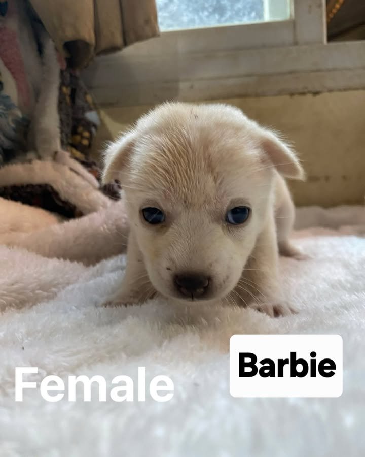 Dumaguete Animal Sanctuary