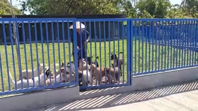 Dumaguete Animal Sanctuary