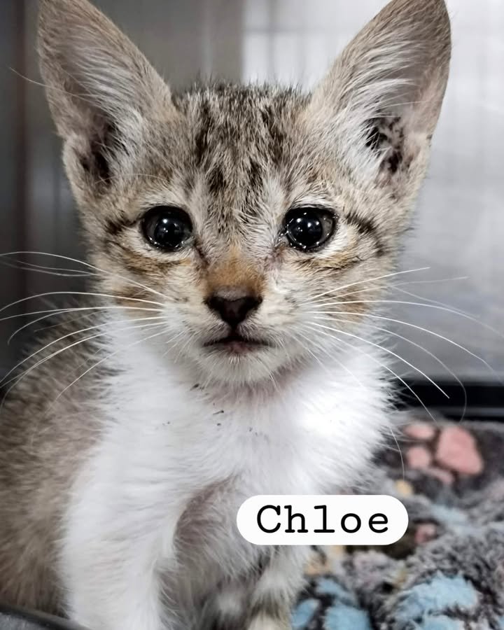 Dumaguete Animal Sanctuary