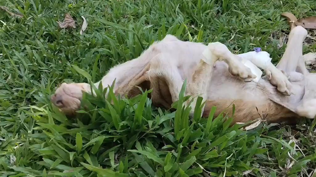 Dumaguete Animal Sanctuary