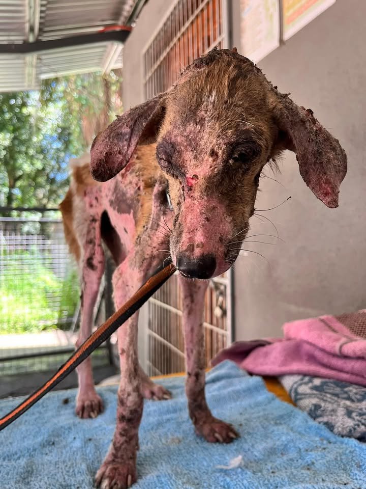 Dumaguete Animal Sanctuary