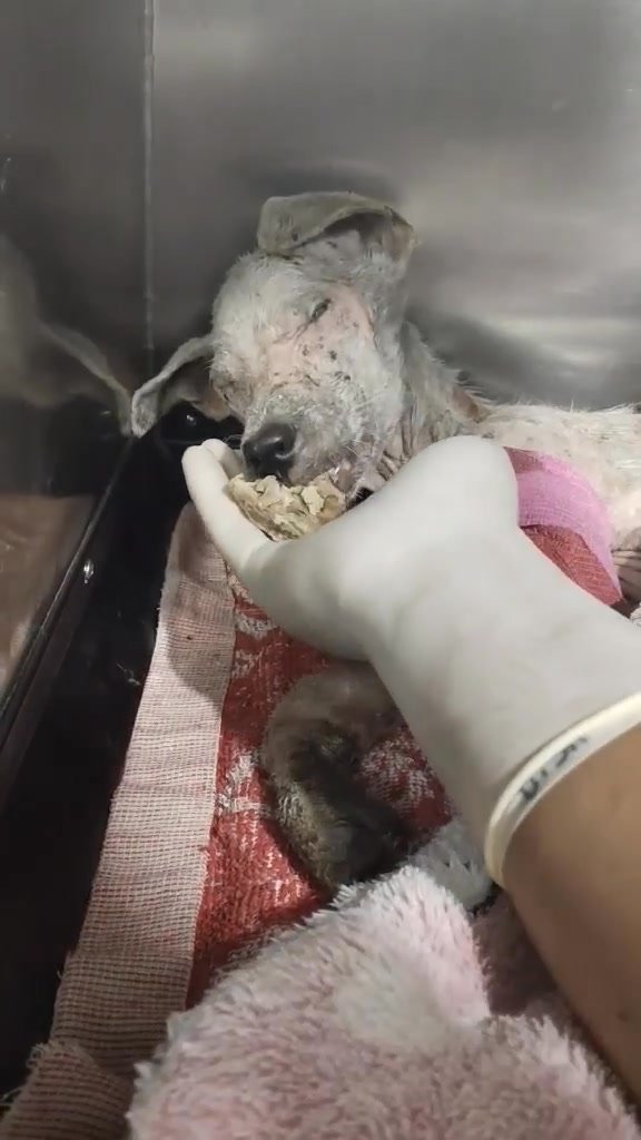 Dumaguete Animal Sanctuary