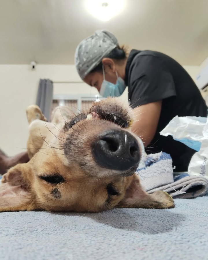 Dumaguete Animal Sanctuary