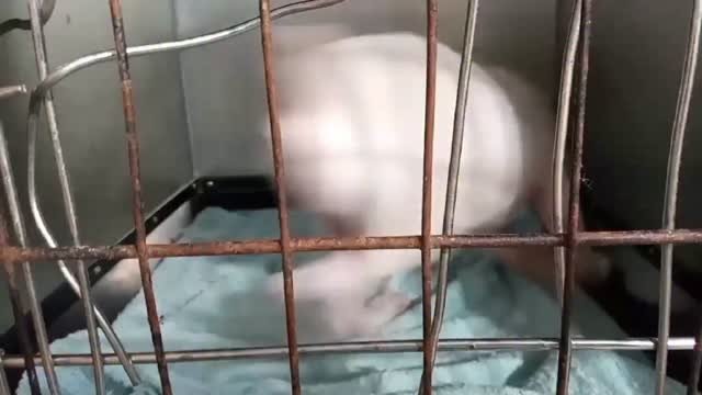 Dumaguete Animal Sanctuary