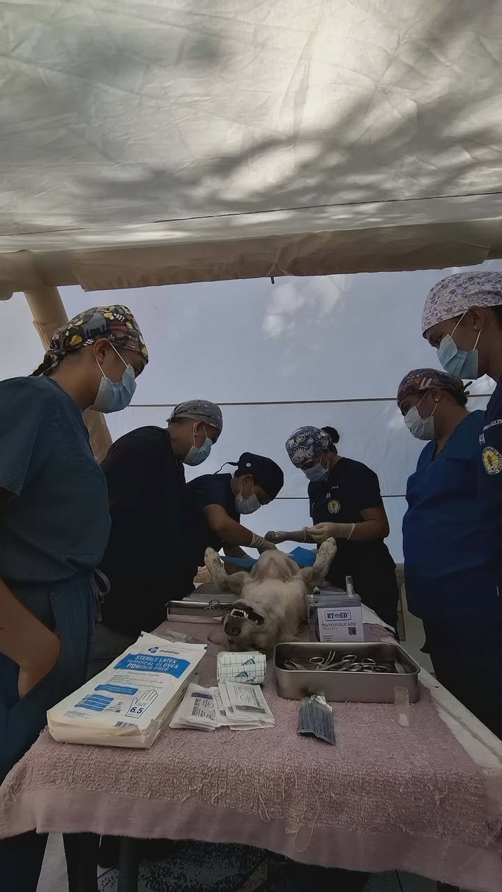 Dumaguete Animal Sanctuary