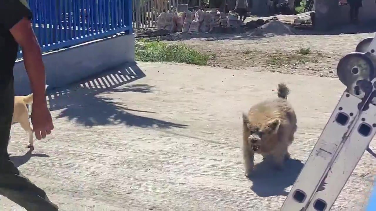 Dumaguete Animal Sanctuary