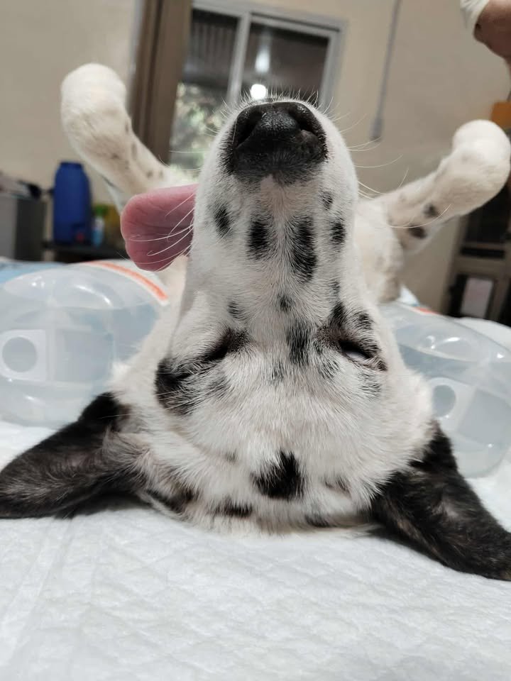 Dumaguete Animal Sanctuary