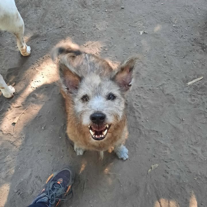 Dumaguete Animal Sanctuary