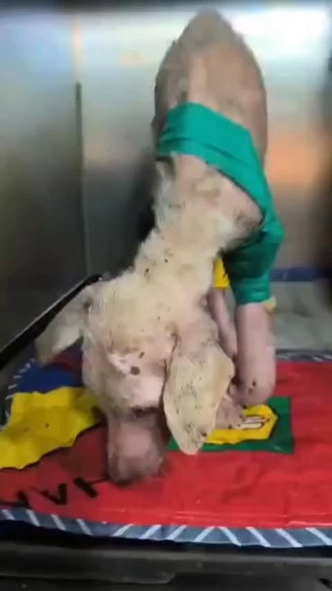 Dumaguete Animal Sanctuary