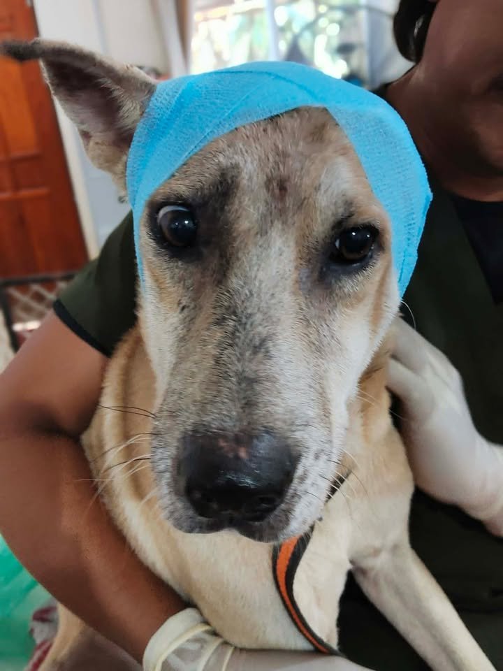 Dumaguete Animal Sanctuary