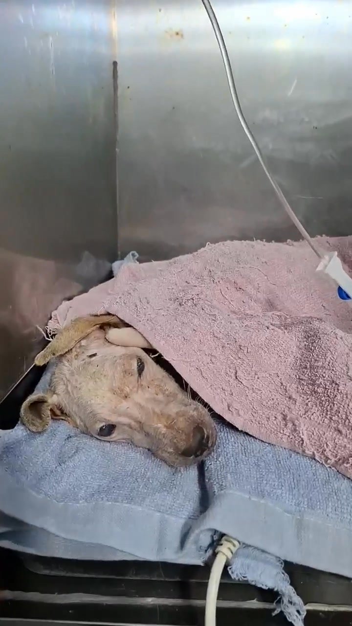 Dumaguete Animal Sanctuary