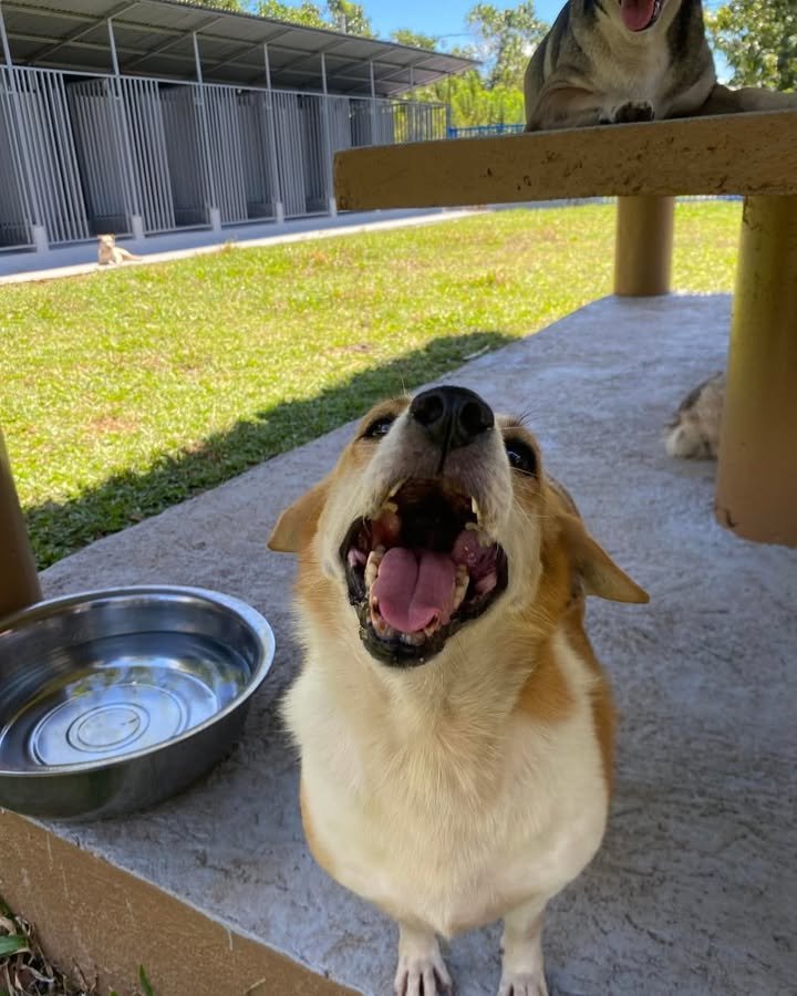 Dumaguete Animal Sanctuary