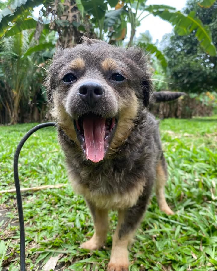 Dumaguete Animal Sanctuary