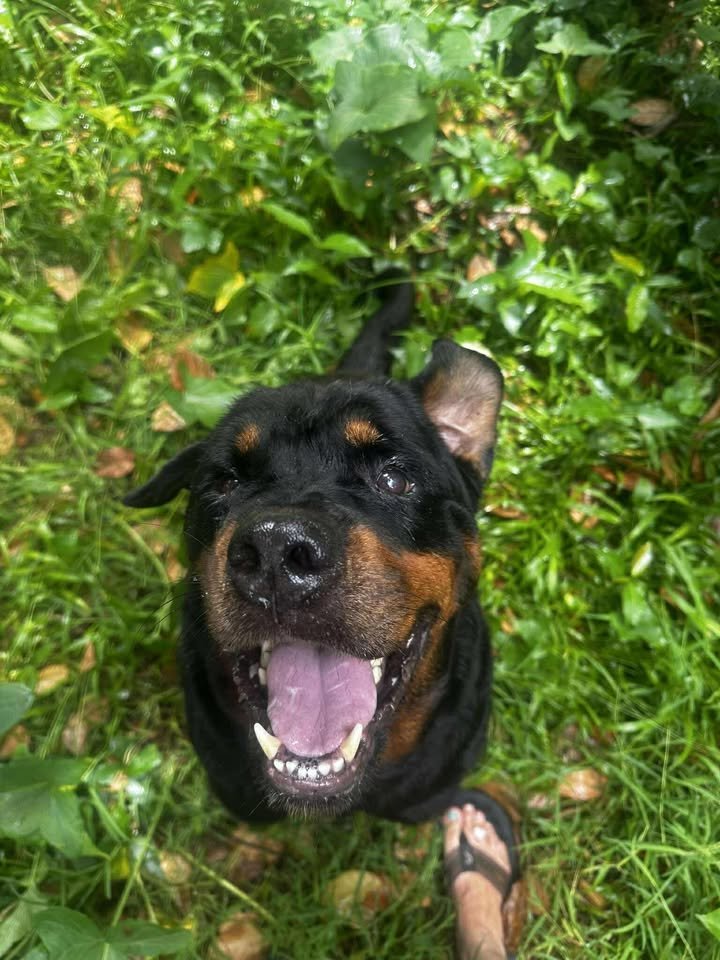 Dumaguete Animal Sanctuary