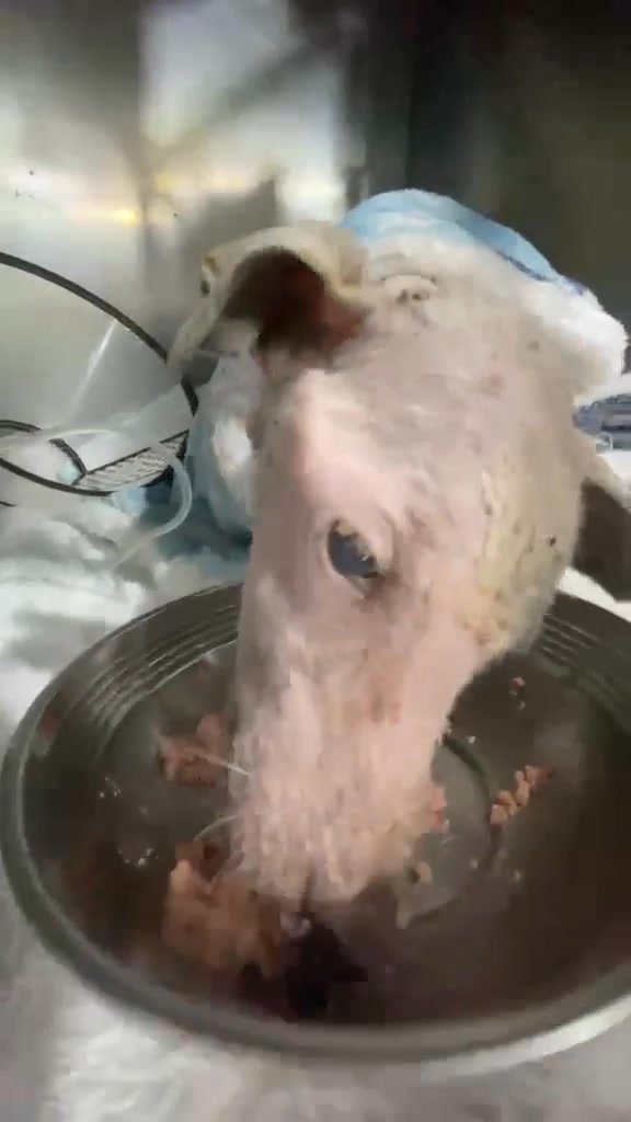 Dumaguete Animal Sanctuary