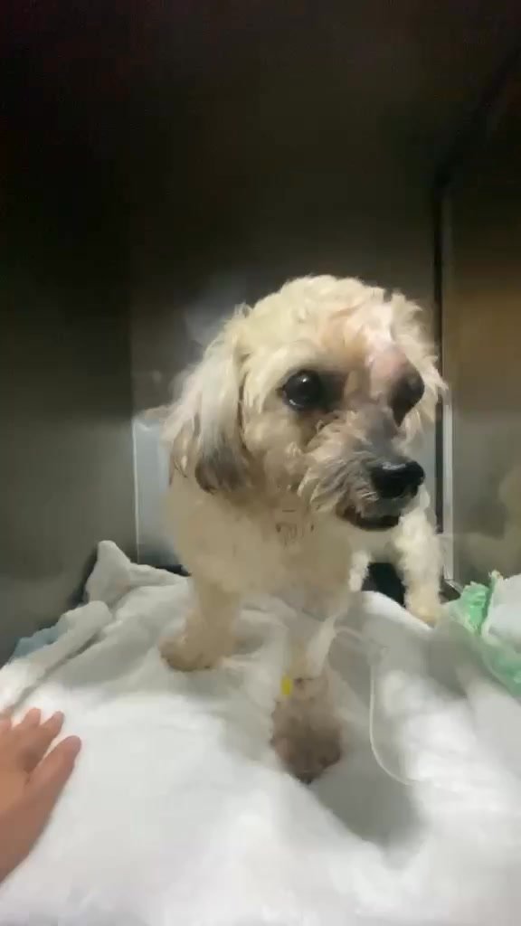 Dumaguete Animal Sanctuary