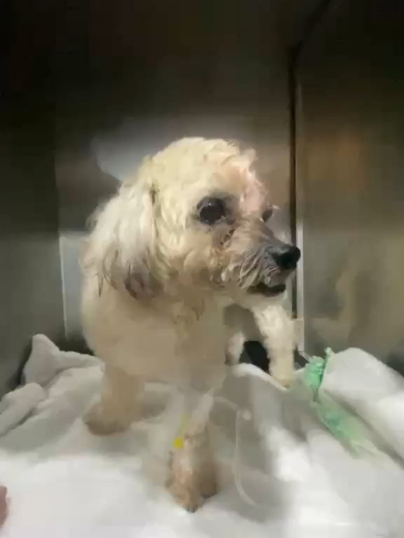 Dumaguete Animal Sanctuary