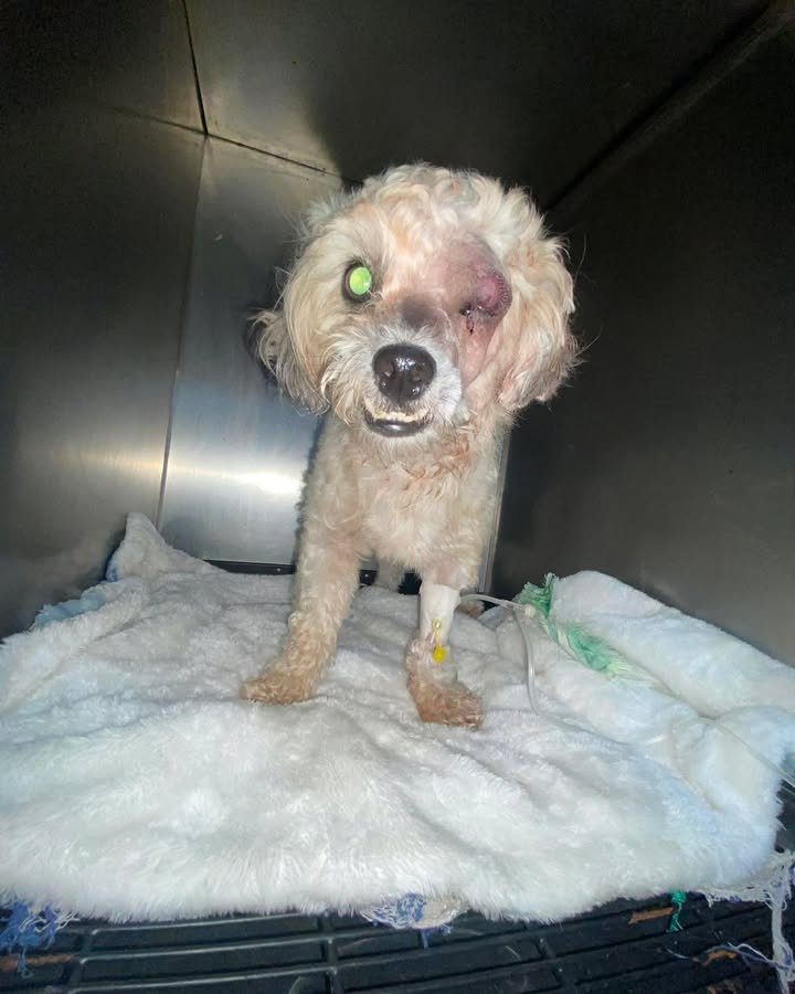 Dumaguete Animal Sanctuary