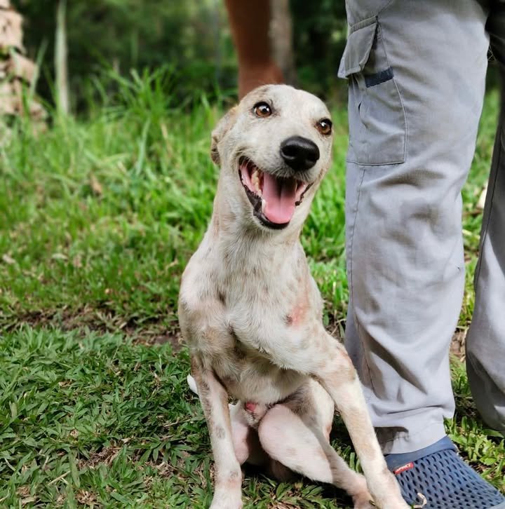 Dumaguete Animal Sanctuary