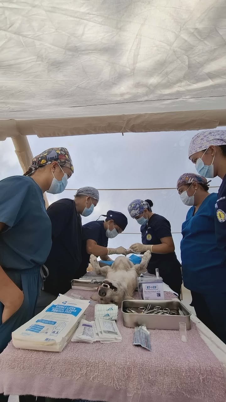 Dumaguete Animal Sanctuary