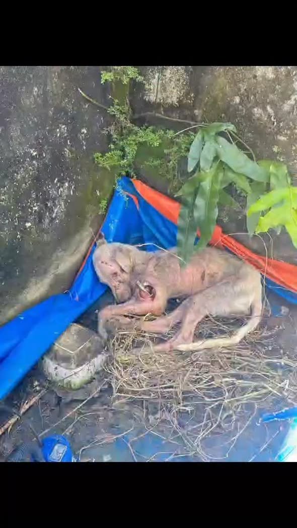 Dumaguete Animal Sanctuary