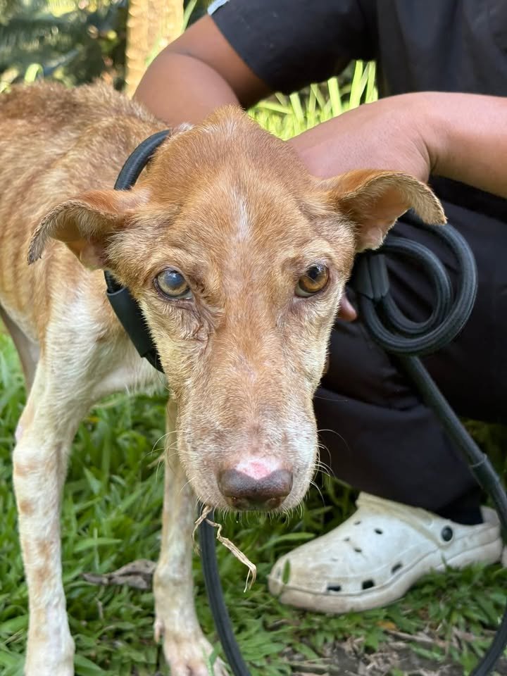 Dumaguete Animal Sanctuary